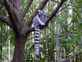 Ring-tailed lemur